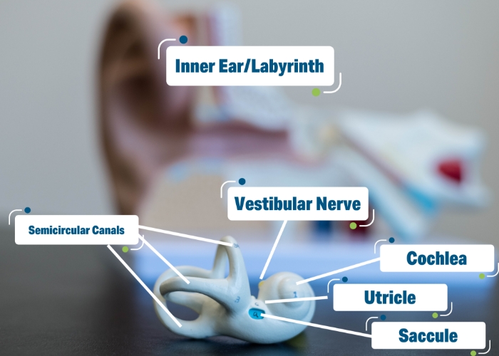 Vestibular-therapy-momentum-health-calgary-ab